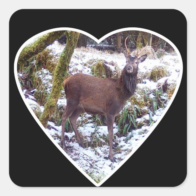 Red Deer Stag in the Snow  Square Sticker (Front)