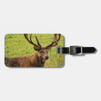 Red Deer Stag