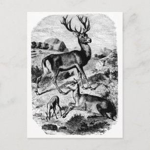 Red Deer Vintage Wood Engraving Postcard