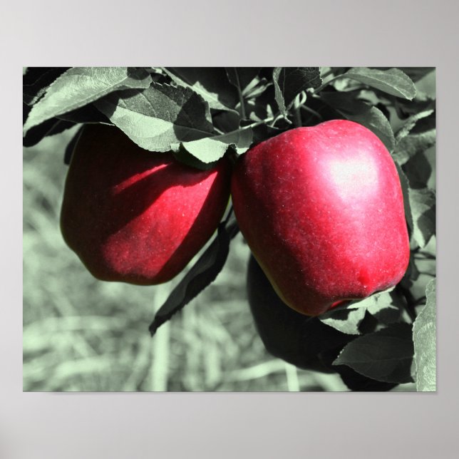 Red Delicious Apples On Tree Partial Colour Poster (Front)