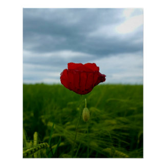 Red Despite Everything – Poppy Between Meadow and Poster