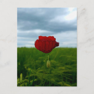 Red despite everything – Poppy in the green postca Postcard