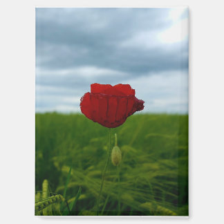 Red despite everything – Red Poppy Magnet