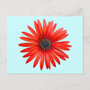 Red Devil Postcard