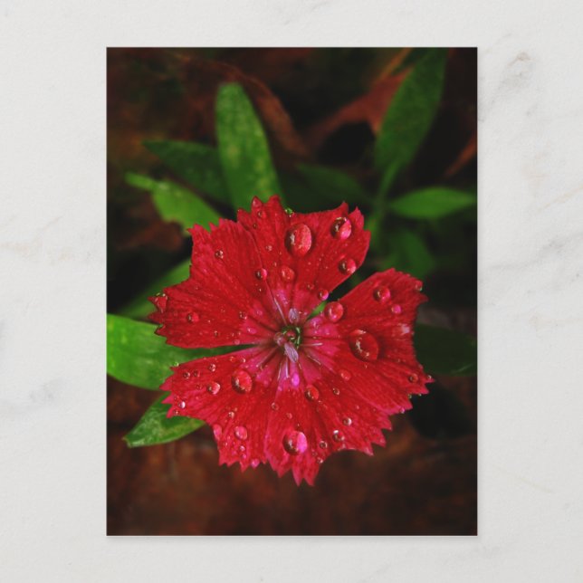 Red Dianthus With Raindrops Postcard (Front)