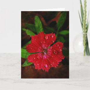 Red Dianthus With Raindrops Thank You Card