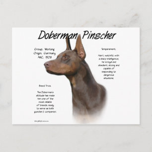Red Doberman History Postcard