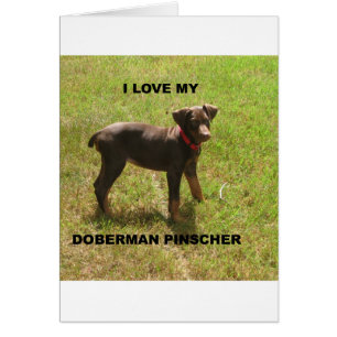 Red_doberman_love w pic