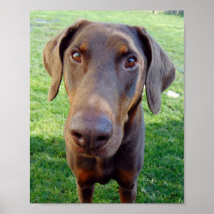 Red doberman poster