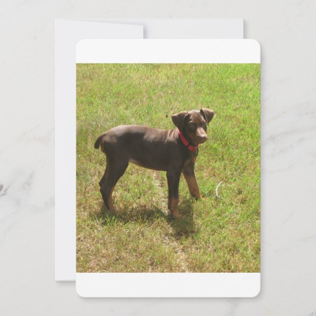 Red_doberman_puppy.png (Front)