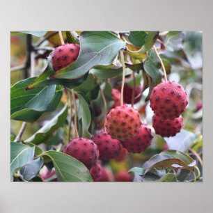 Red Dogwood Fruit Nature Poster