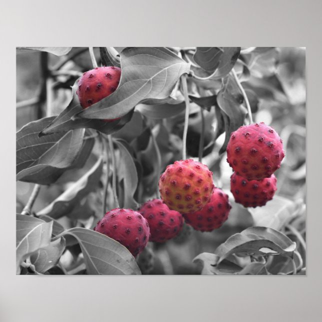 Red Dogwood Fruit Partial Colour Poster (Front)