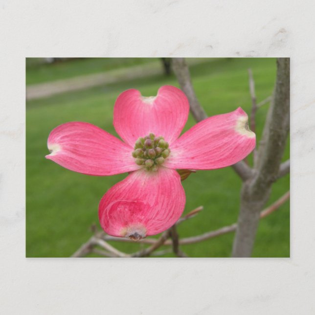 Red Dogwood Postcard (Front)