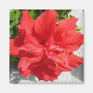 Red Double Hibiscus Flower Magnet