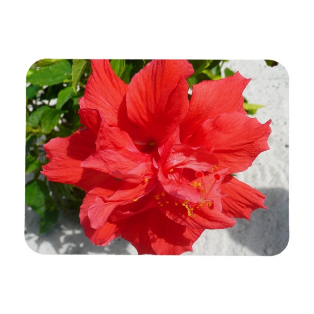 Red Double Hibiscus Flower Magnet (Horizontal)