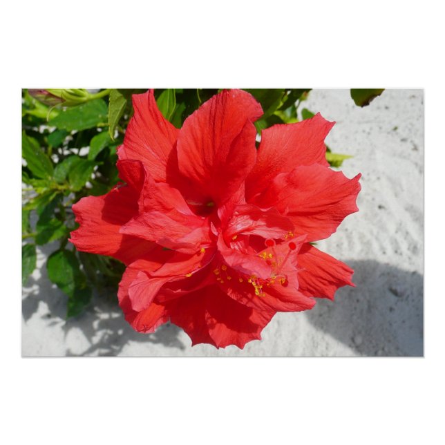 Red Double Hibiscus Flower Poster (Front)