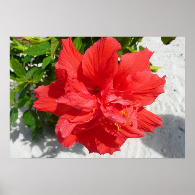Red Double Hibiscus Flower Poster (Front)