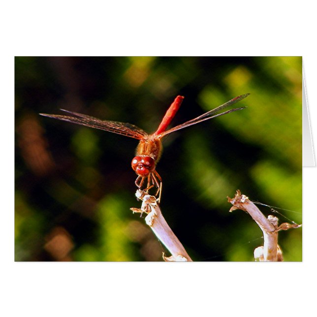 Red Dragon (Front Horizontal)