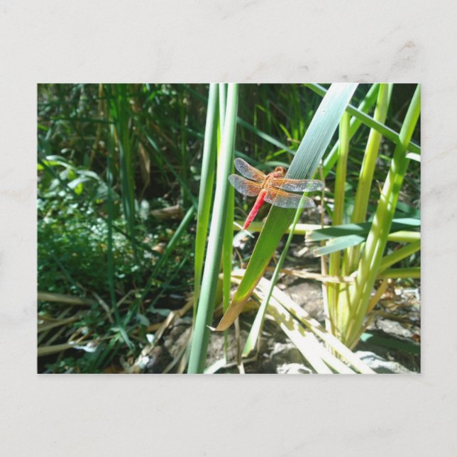 Red Dragonfly Clinging on a Leaf Postcard (Front)