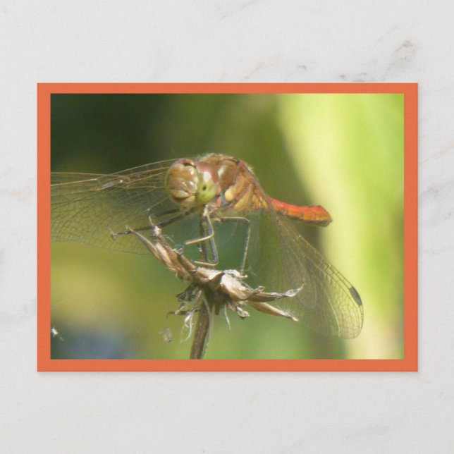 Red Dragonfly Close Up DIY Postcard (Front)