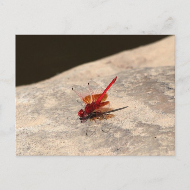 Red Dragonfly in Africa (Trithemis sp.) Postcard (Front)