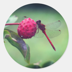 Red Dragonfly Nature  Classic Round Sticker