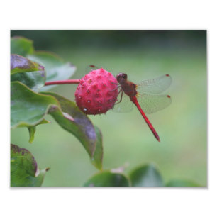 Red Dragonfly On Dogwood Fruit Nature Photo Print