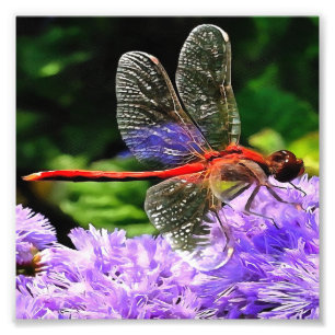 Red Dragonfly on Violet Purple Flowers Photo Print