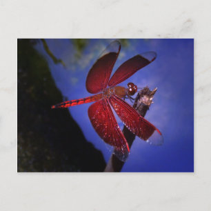 Red Dragonfly Postcard