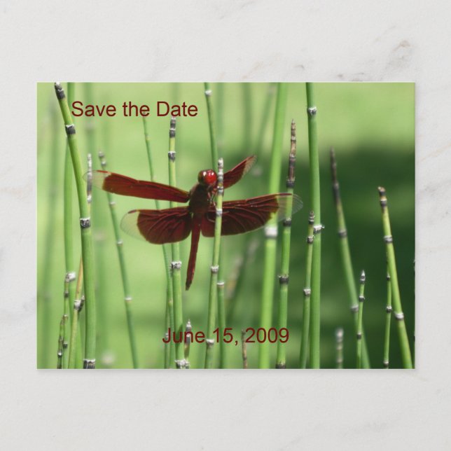 Red Dragonfly Postcard (Front)
