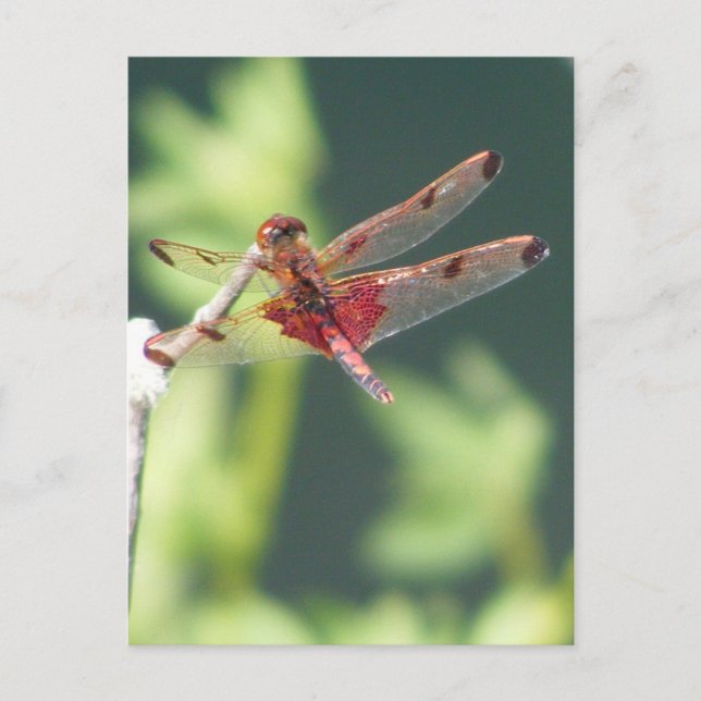 Red Dragonfly Postcard (Front)
