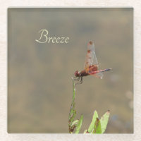 Red dragonfly resting on a straw