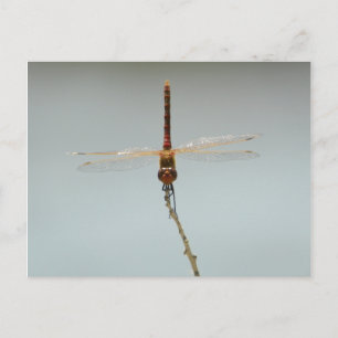 red dragonfly Stillwater wildlife refuge Fallon,Nv Postcard