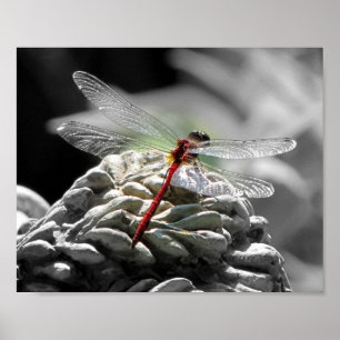 Red Dragonfly (Sympetrum vicinum) Poster
