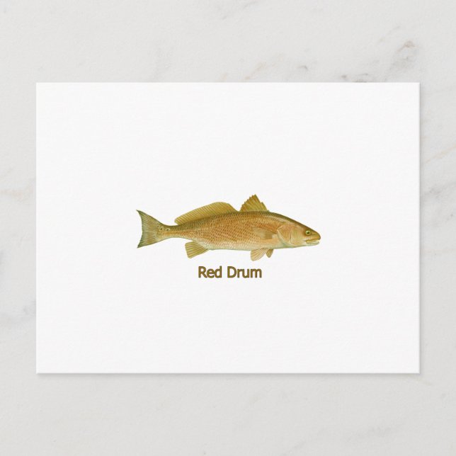Red Drum (titled) Postcard (Front)