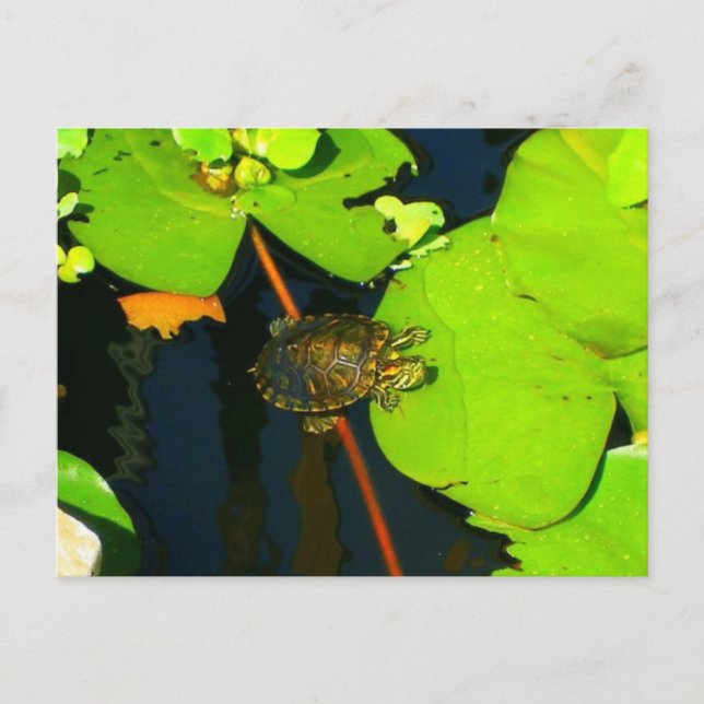 Red Eared Slider Postcard (Front)