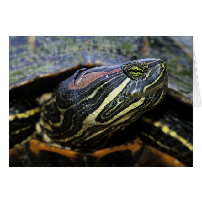 Red-eared Slider, Trachemys scripta elegans, 2 (Front Horizontal)