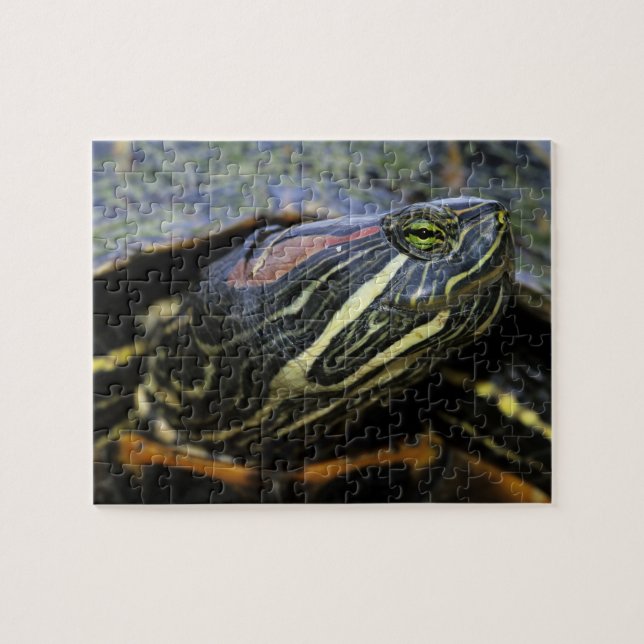 Red-eared Slider, Trachemys scripta elegans, 2 Jigsaw Puzzle (Horizontal)
