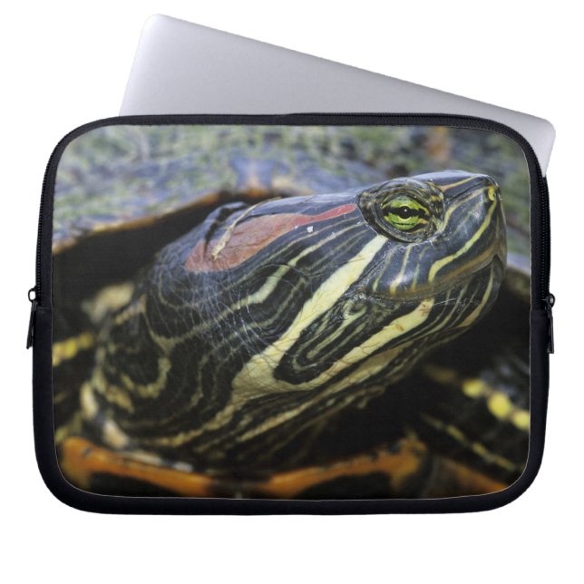 Red-eared Slider, Trachemys scripta elegans, 2 Laptop Sleeve (Front)