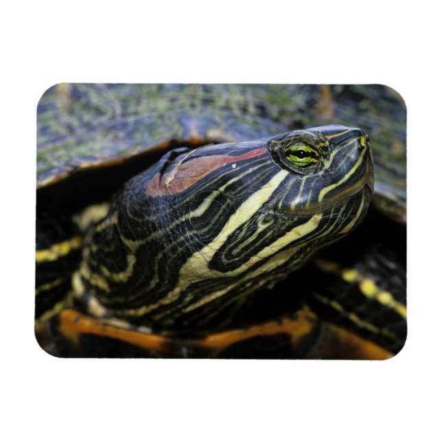 Red-eared Slider, Trachemys scripta elegans, 2 Magnet (Horizontal)