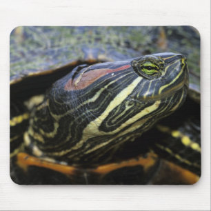 Red-eared Slider, Trachemys scripta elegans, 2 Mouse Pad