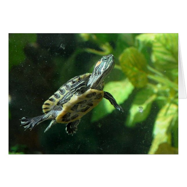 Red-Eared Slider Turtle (Front Horizontal)