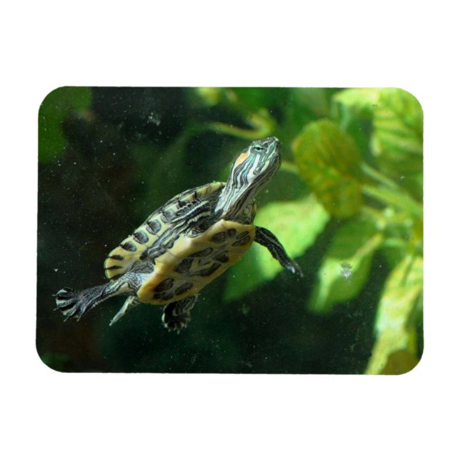 Red-Eared Slider Turtle Magnet (Horizontal)