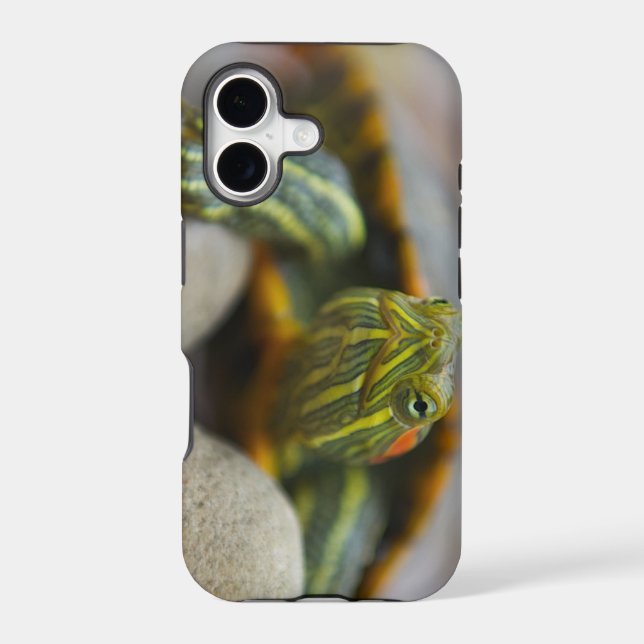 Red Eared Slider Turtle on River Rocks (Back)