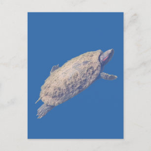 Red-eared slider turtle postcard