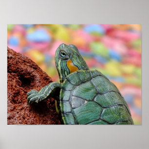 Red-eared slider turtle poster