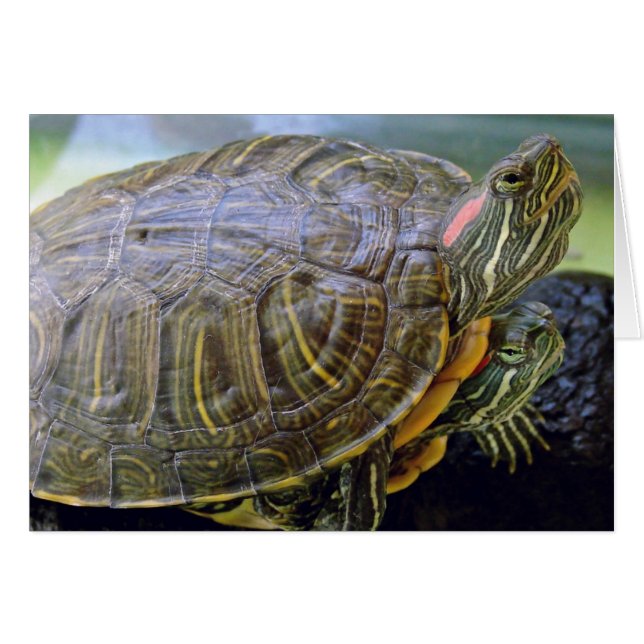 Red Eared Sliders all occasion greeting card  (Front Horizontal)