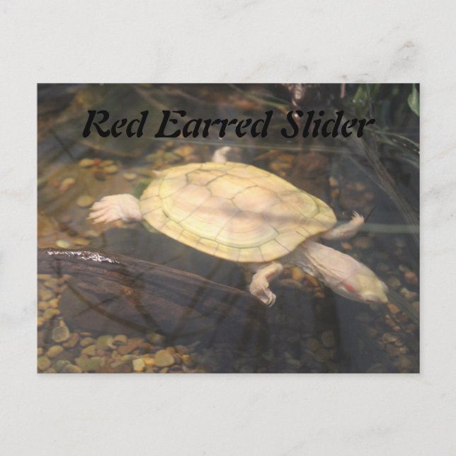 Red Earred Slider Postcard (Front)