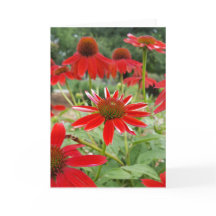 Red Echinacea Notecards (Blank Inside)
