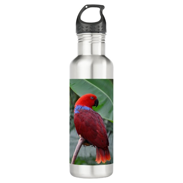 Red eclectic parrot 710 ml water bottle (Front)